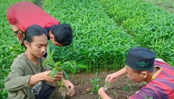 Pesantren Di Seluruh Cianjur Akan Dapat Pelajaran Bertani